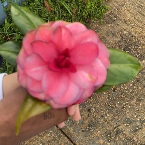 Meet your Posher, Cornelle